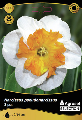 BULBI DE TOAMNA NARCISA CURLY