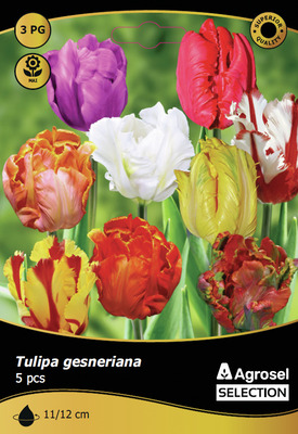 BULBI DE TOAMNA LALEA PARROT MIX