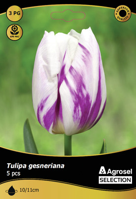 BULBI DE TOAMNA LALEA FLAMING FLAG