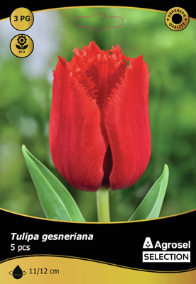 BULBI TOAMNA LALEA CRYSTAL BEAUTY