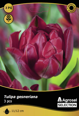 BULBI DE TOAMNA LALEA ALISON BRADLEY