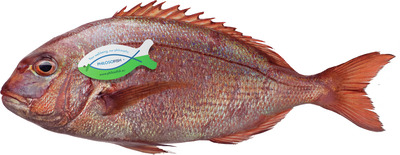 PAGRUS 400_800G KG
