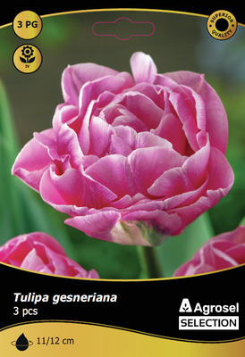BULBI DE TOAMNA LALEA FOXTROT