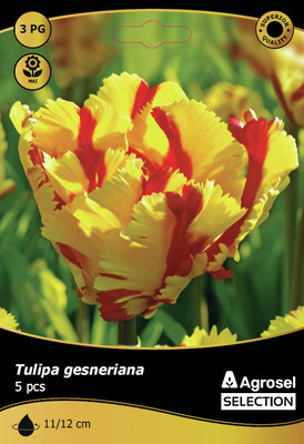 BULBI DE TOAMNA LALEA FLAMING PARROT